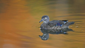 USA, Ohio, Cleveland, Chagrin Reservation. Abstract of wood duck hen swimming in gold-colored water USA, Ohio, Cleveland, Chagrin Reservation. Abstract of wood duck hen swimming in gold-colored water