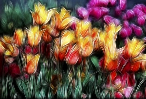 USA, Oregon. Abstract of digitally altered tulips USA, Oregon. Abstract of digitally altered tulips