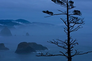 USA, Oregon, Bandon Beach, Ecola State Park. Pine tree silhouetted against misty USA, Oregon, Bandon Beach, Ecola State Park. Pine tree silhouetted against misty