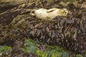 USA, Oregon, Bandon Beach. Harbor seal and beach kelp. Credit as USA, Oregon, Bandon Beach. Harbor seal and beach kelp. Credit as