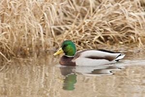 USA, Oregon, Basket Slough National Wildlife Refuge, Mallard drake (Anas plathyrnhynchos) USA, Oregon, Basket Slough National Wildlife Refuge, Mallard drake (Anas plathyrnhynchos)