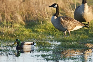 USA, Oregon, Baskett Slough National Wildlife Refuge, Mallard drake (Anas plathyrhynchos) USA, Oregon, Baskett Slough National Wildlife Refuge, Mallard drake (Anas plathyrhynchos)