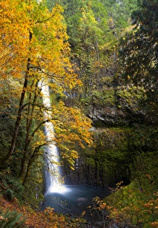 USA, Oregon. A bigleaf maple (Acer_macrophyllum) provides the yellow color in fall USA, Oregon. A bigleaf maple (Acer_macrophyllum) provides the yellow color in fall