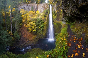 USA, Oregon. A bigleaf maple leaves(Acer_macrophyllum) provides yellow color in fall USA, Oregon. A bigleaf maple leaves(Acer_macrophyllum) provides yellow color in fall