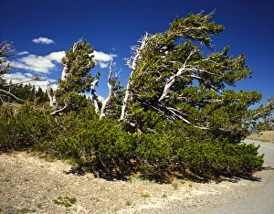 USA, Oregon, Bristlecone Pine in Crater Lake National Park USA, Oregon, Bristlecone Pine in Crater Lake National Park