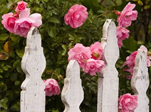 USA, Oregon, Cannon Beach with gardens and white picket fences and pink roses USA, Oregon, Cannon Beach with gardens and white picket fences and pink roses