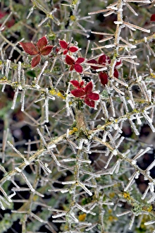 USA, Oregon. Close-up of frosted cotoneaster plant USA, Oregon. Close-up of frosted cotoneaster plant