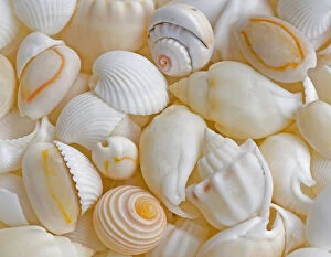 Still Life Collection: USA, Oregon. Close-up of small sea shells. Credit as: Jean Carter / Jaynes Gallery / DanitaDelimont