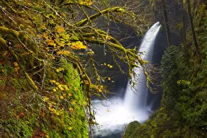 Images Dated 27th October 2010: USA, Oregon, Columbia Gorge. Metlako Falls on Eagle Creek, with fall color of Bigleaf Maple