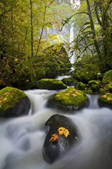 Images Dated 27th October 2010: USA, Oregon, Columbia Gorge. A rushing McCord Creek with yellow fall color from Bigleaf Maple