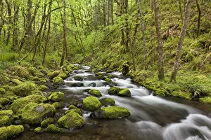 Images Dated 21st May 2011: USA, Oregon, Columbia River Gorge. View of Gorton Creek