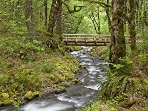 Images Dated 21st May 2011: USA, Oregon, Columbia River Gorge. Wooden bridge over Gorton Creek