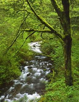 USA, Oregon, Columbia River Gorge National Scenic Area, Mt. Hood National Forest USA, Oregon, Columbia River Gorge National Scenic Area, Mt. Hood National Forest