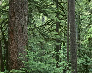 USA, Oregon, Columbia River Gorge National Scenic Area. Old growth forest dominated by USA, Oregon, Columbia River Gorge National Scenic Area. Old growth forest dominated by