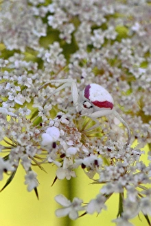 USA, Oregon. Crab spider on wild carrot bloom USA, Oregon. Crab spider on wild carrot bloom