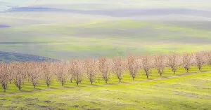 USA, Oregon, The Dalles, Orchard just south of The Dalles cherry trees