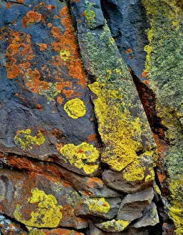 USA, Oregon, Deschutes National Forest. Lichen- covered basalt rock USA, Oregon, Deschutes National Forest. Lichen- covered basalt rock