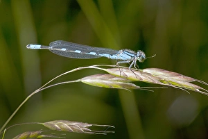 USA, Oregon, Eugene, Fern Ridge Wildlife Area, a Tule Bluet (Enallagama carunculatum) USA, Oregon, Eugene, Fern Ridge Wildlife Area, a Tule Bluet (Enallagama carunculatum)