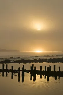 Images Dated 23rd August 2008: USA, Oregon. Foggy sunrise on Bandon Beach pilings