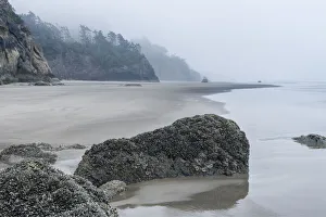 USA, Oregon. Hug Point State Park, foggy beach USA, Oregon. Hug Point State Park, foggy beach