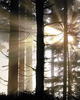 USA, Oregon, Jessie Honeyman State Park. Sunburst in forest trees USA, Oregon, Jessie Honeyman State Park. Sunburst in forest trees