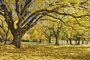 USA, Oregon, Joseph H. Stewart State Park. Walnut trees in autumn color. Credit as USA, Oregon, Joseph H. Stewart State Park. Walnut trees in autumn color. Credit as