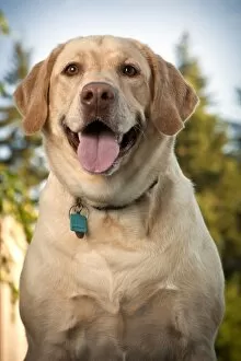 Images Dated 8th August 2010: USA, Oregon, Keizer, Labrador Retriever (Canis lupis familiaris)