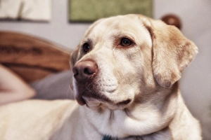 USA, Oregon, Keizer, Labrador Retriever on bed, PR USA, Oregon, Keizer, Labrador Retriever on bed, PR