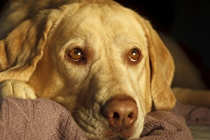 USA, Oregon, Keizer, Labrador Retriever on bed, PR USA, Oregon, Keizer, Labrador Retriever on bed, PR