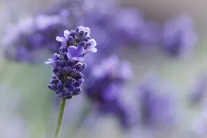 Images Dated 24th June 2012: USA, Oregon, Keizer, lavender in the backyard