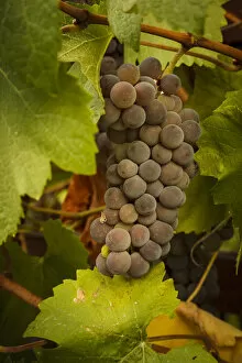 Images Dated 17th September 2012: USA, Oregon, Keizer, Pinot Gris grapes