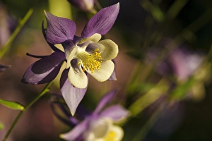 USA, Oregon, Keizer, Schreiners Iris Gardens, Columbine USA, Oregon, Keizer, Schreiners Iris Gardens, Columbine