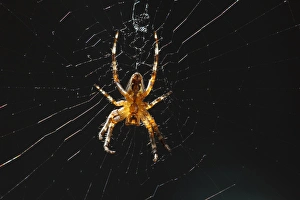 USA, Oregon, Keizer, Spider on its web, (Araneus sp.) USA, Oregon, Keizer, Spider on its web, (Araneus sp.)
