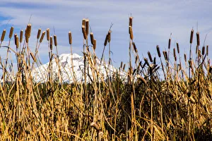 USA, Oregon. Lava Lake, cattails in foreground, Broken Top Mountain in background USA, Oregon. Lava Lake, cattails in foreground, Broken Top Mountain in background