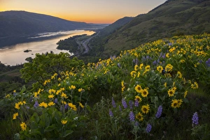 USA, Oregon. Lupine and arrowleaf balsamroot wildflowers at Rowena Plateau, overlooking I-84 USA, Oregon. Lupine and arrowleaf balsamroot wildflowers at Rowena Plateau, overlooking I-84