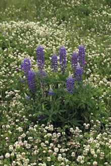 USA, Oregon. Lupine and clover in field. Credit as: Steve Terrill / Jaynes Gallery / DanitaDelimont USA, Oregon. Lupine and clover in field. Credit as: Steve Terrill / Jaynes Gallery / DanitaDelimont
