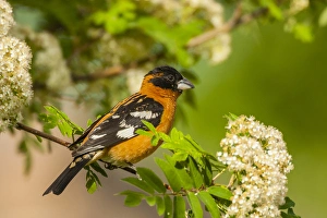 USA, Oregon, Malheur National Wildlife Refuge. Black-headed grosbeak on limb. Credit as USA, Oregon, Malheur National Wildlife Refuge. Black-headed grosbeak on limb. Credit as