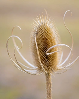USA, Oregon, Malheur National Wildlife Refuge. Close-up of dried teasel plant. Credit as USA, Oregon, Malheur National Wildlife Refuge. Close-up of dried teasel plant. Credit as