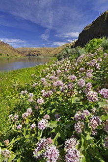 USA, Oregon. Milkweed along the John Day River USA, Oregon. Milkweed along the John Day River