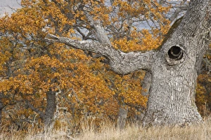 USA, Oregon, Mosier. Old oak tree with large knot hole. Credit as: Don Paulson / USA, Oregon, Mosier. Old oak tree with large knot hole. Credit as: Don Paulson /