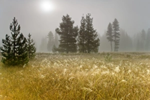 USA, Oregon, Mount Hood National Forest. Sunlight on foggy meadow. Credit as: Don USA, Oregon, Mount Hood National Forest. Sunlight on foggy meadow. Credit as: Don