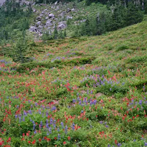 USA, Oregon, Mount Hood Wilderness, Mount Hood National Forest, Paintbrush and lupine USA, Oregon, Mount Hood Wilderness, Mount Hood National Forest, Paintbrush and lupine