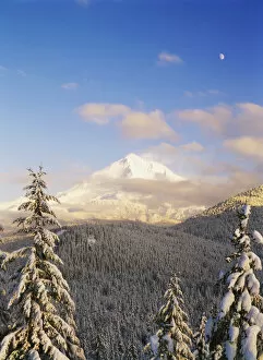 Images Dated 20th February 2013: USA, Oregon, Mt. Hood National Forest, View of Mt. Hood with frost trees