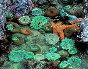 Tidal Gallery: USA, Oregon, Nepture SP. An orange starfish is surrounded by green sea anemone in