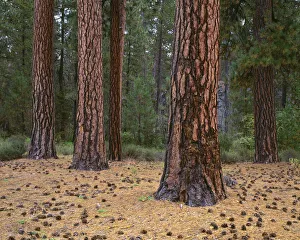 USA, Oregon, Newberry National Volcanic Monument USA, Oregon, Newberry National Volcanic Monument