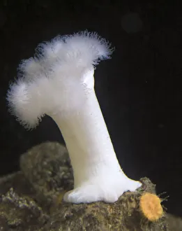 USA, Oregon, Newport. White sea anemone. Credit as: Wendy Kaveney / Jaynes Gallery USA, Oregon, Newport. White sea anemone. Credit as: Wendy Kaveney / Jaynes Gallery