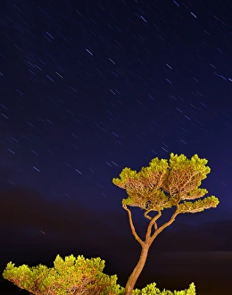 USA, Oregon, Oceanside. Pine tree against star trails USA, Oregon, Oceanside. Pine tree against star trails