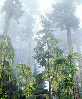 USA, Oregon, Old Growth Douglas Fir Tree in the Rainforest USA, Oregon, Old Growth Douglas Fir Tree in the Rainforest