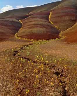 USA, Oregon, Painted Hills in John Day Fossil Beds National Monument. Yellow bee USA, Oregon, Painted Hills in John Day Fossil Beds National Monument. Yellow bee