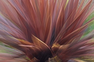 USA, Oregon, Portland. Abstract of red flax plant USA, Oregon, Portland. Abstract of red flax plant